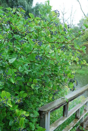 viburnum berries.JPG